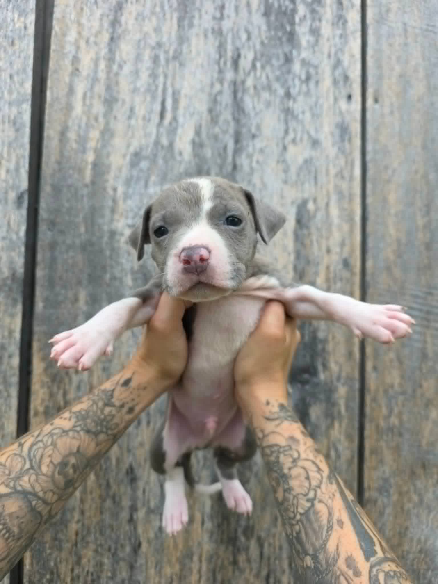 Sr Puppy