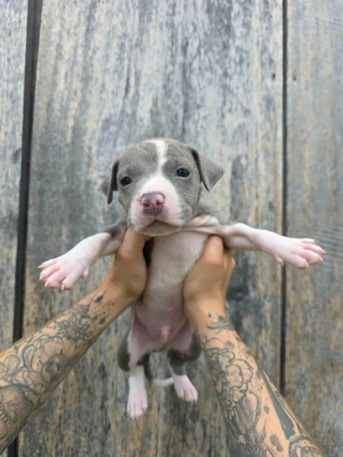 picture of the dog needing adoption