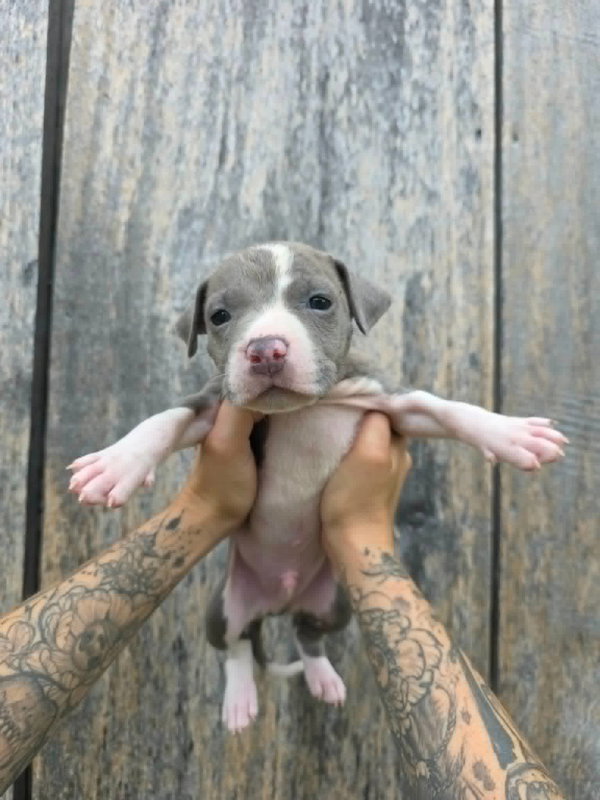 SR Puppy 18/21