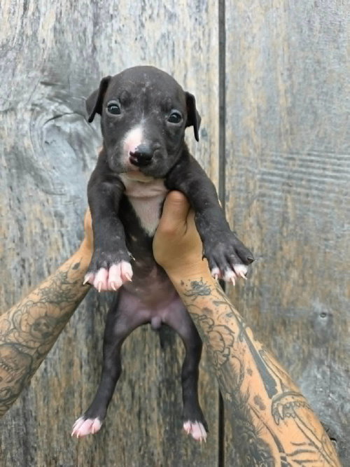 SR Puppy 19/21, an adoptable dog