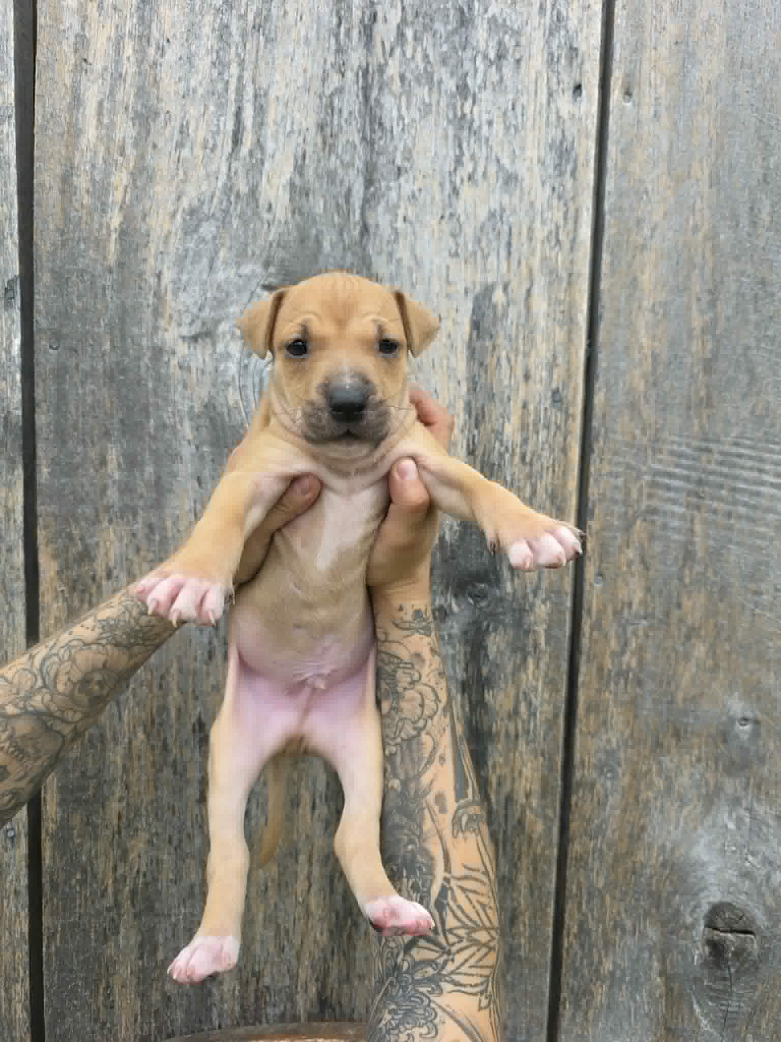 Sr Puppy image 1