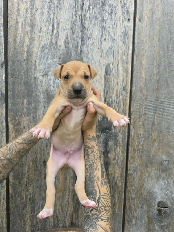 SR Puppy 20/21