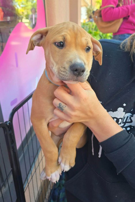SR Puppy 20/21, a dog for adoption from Saving Tails Animal Rescue