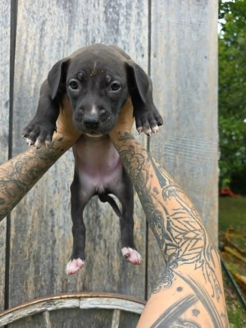 SR Puppy 21/21, an adoptable dog