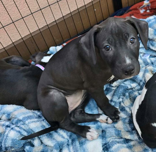 SR Puppy 21/21, American Pit Bull Terrier