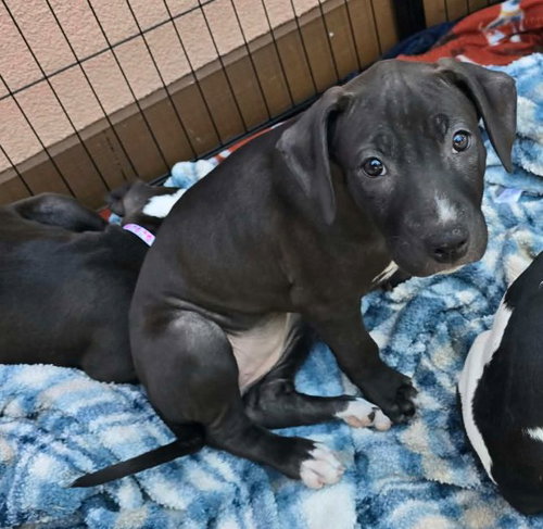 SR Puppy 21/21, a dog for adoption from Saving Tails Animal Rescue