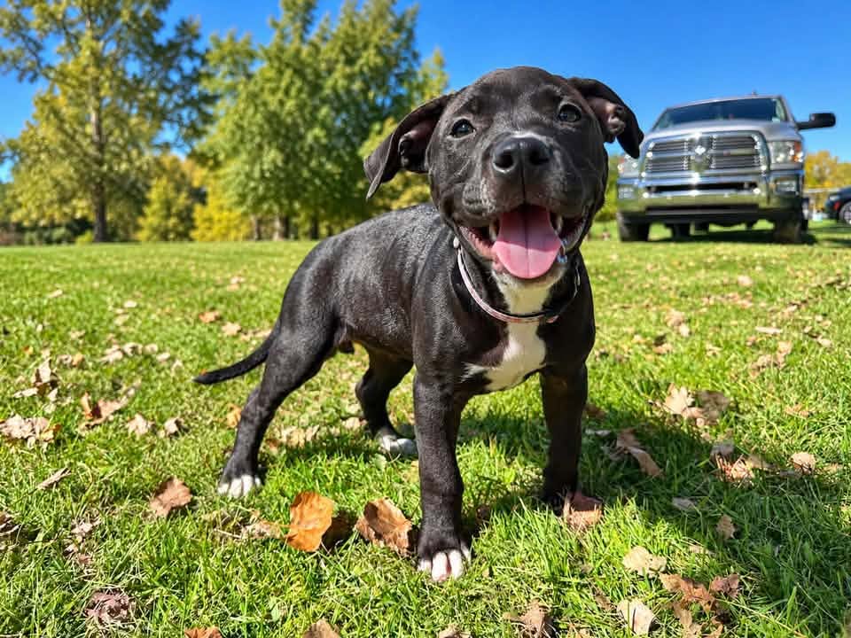 Sr Puppy image 2
