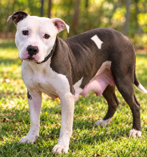 Apple, a dog for adoption from Saving Tails Animal Rescue