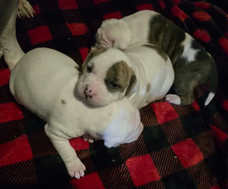 Dumpling - American Bulldog