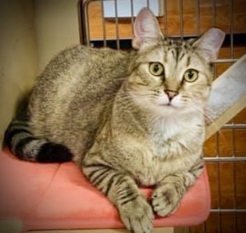 adoptable Cat in Memphis, TN named Sedona