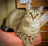 adoptable Cat in , TN named Sedona