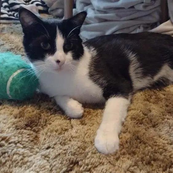 Guiness - Domestic Short Hair