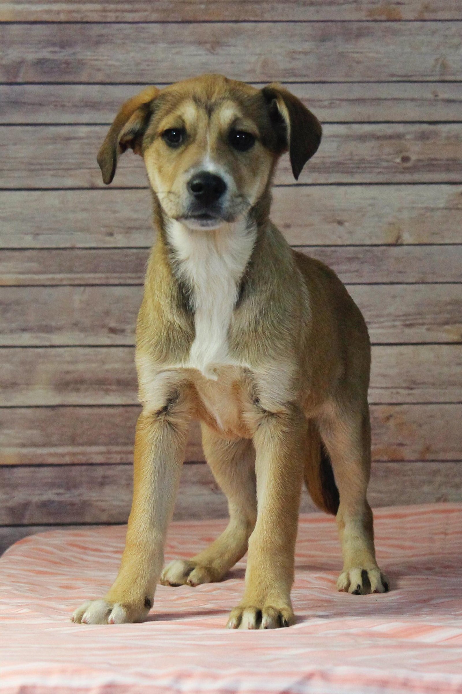 adoptable Dog in Sherburne, NY named Evee (NY-Leah)