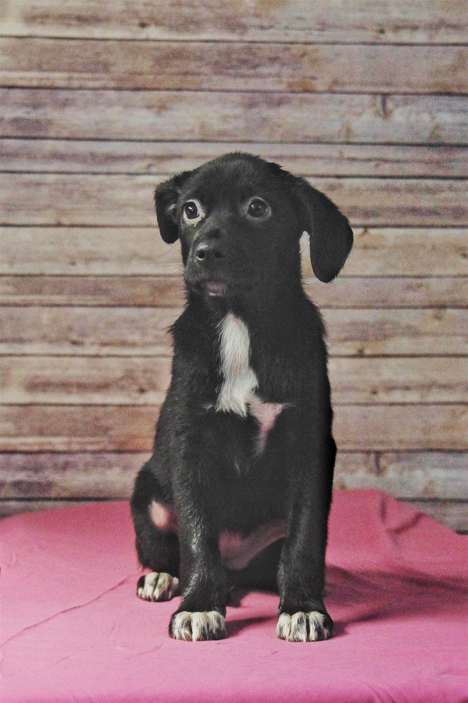 adoptable Dog in Sherburne, NY named Cady (NY-Leah)