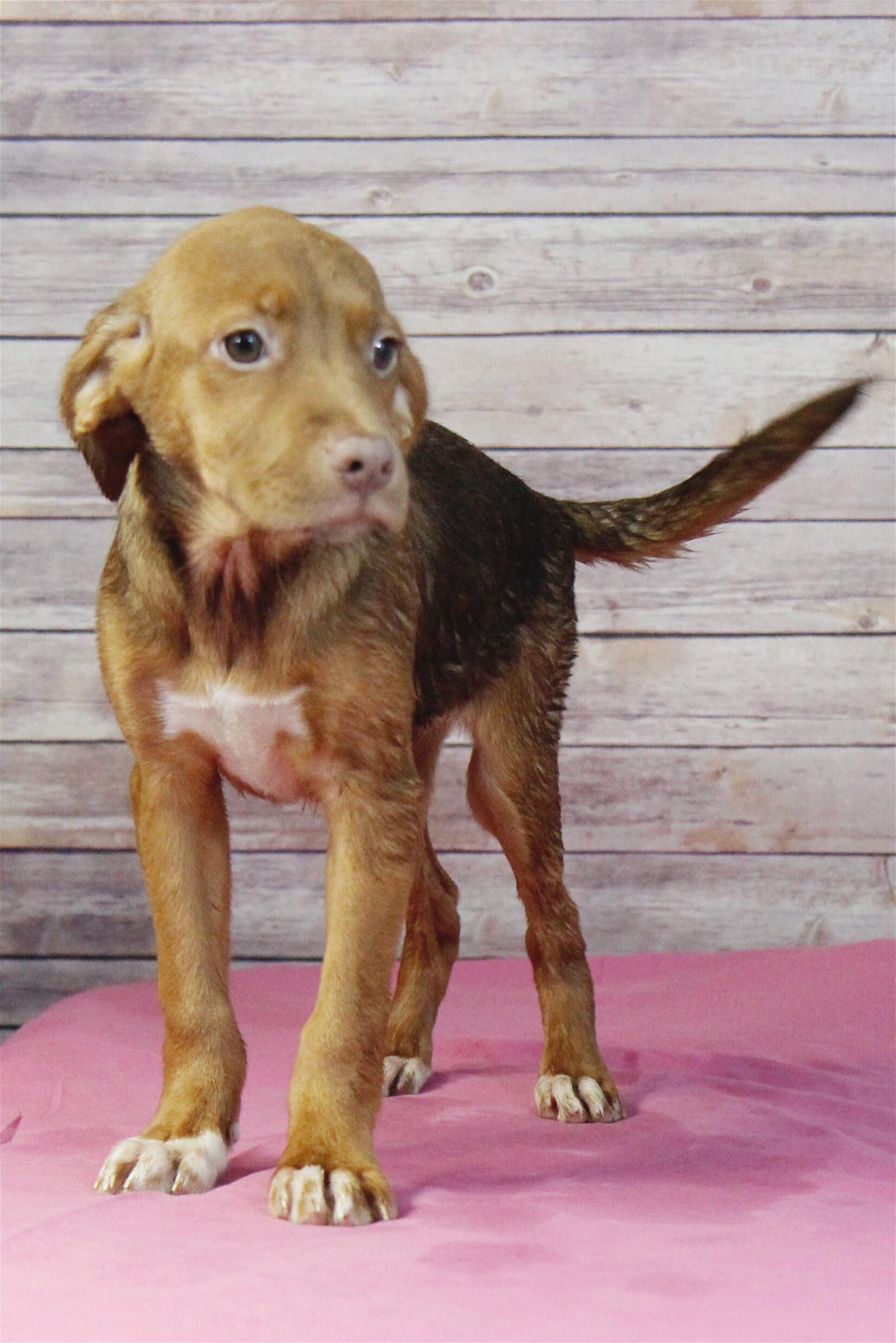 adoptable Dog in Sherburne, NY named Camry (NY-Leah)