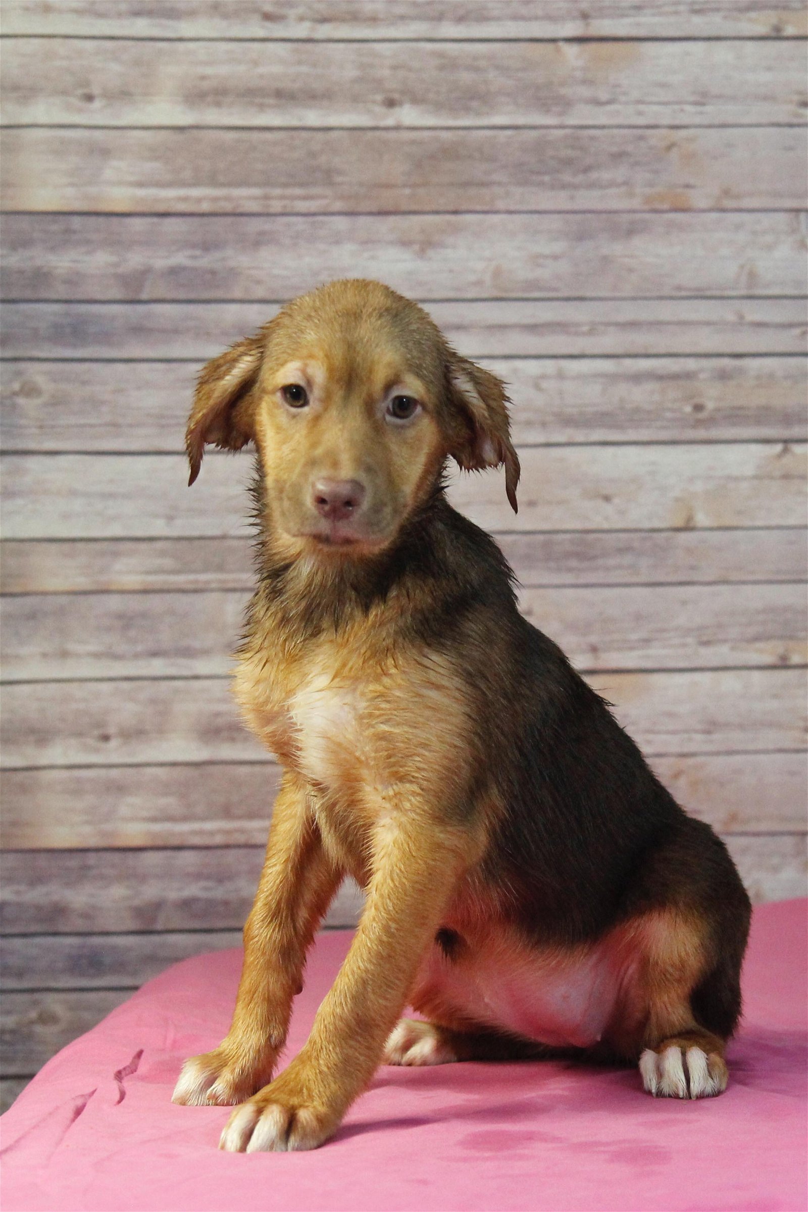 adoptable Dog in Sherburne, NY named Candy (NY-Leah)