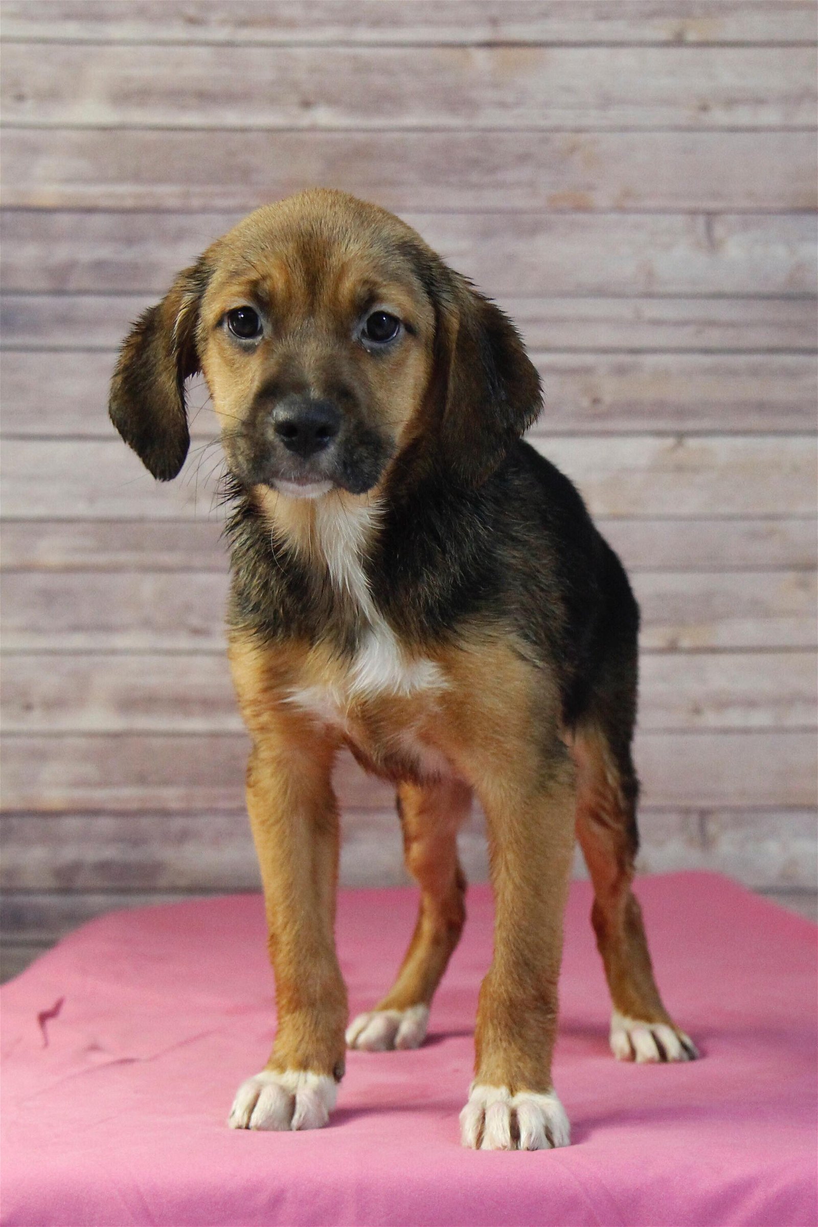 adoptable Dog in Sherburne, NY named Casey (NY-Leah)