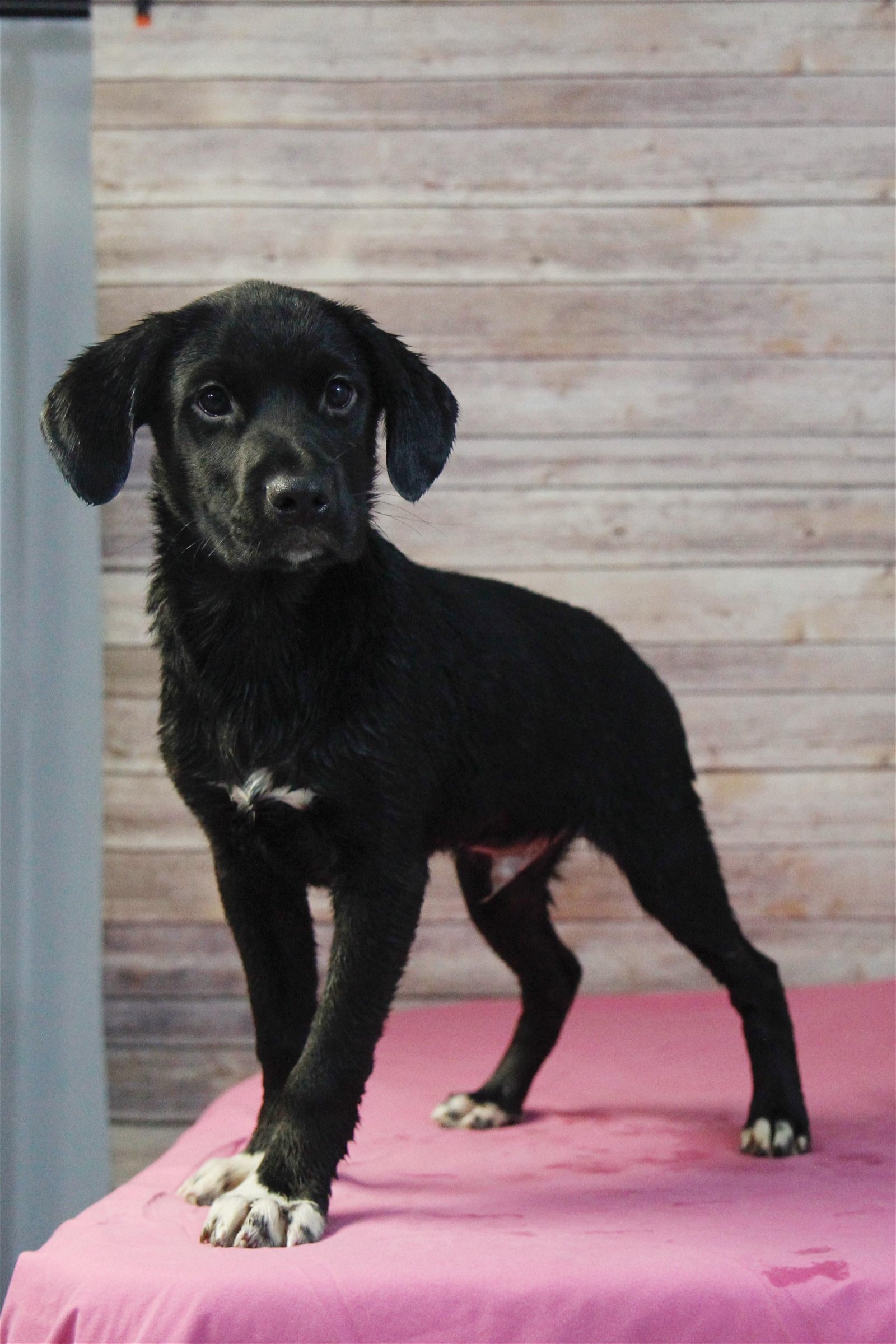 adoptable Dog in Sherburne, NY named Cam (NY-Leah)