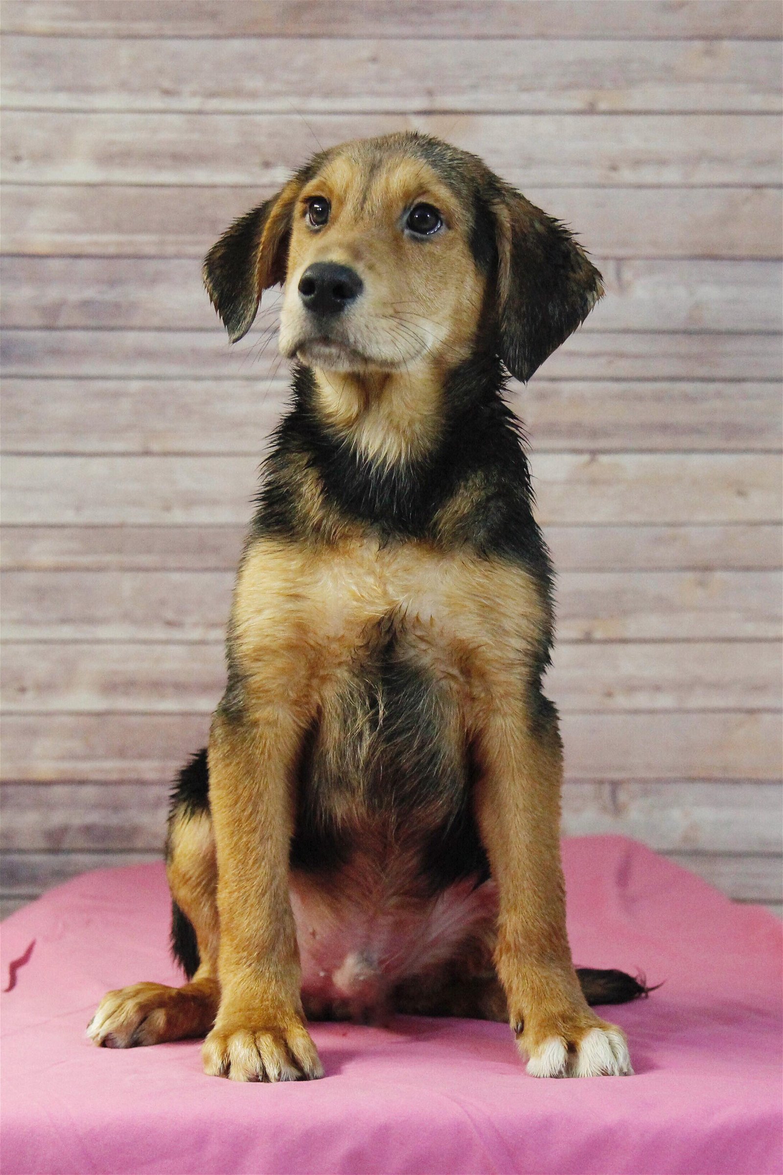 adoptable Dog in Sherburne, NY named Carlo (NY-Leah)