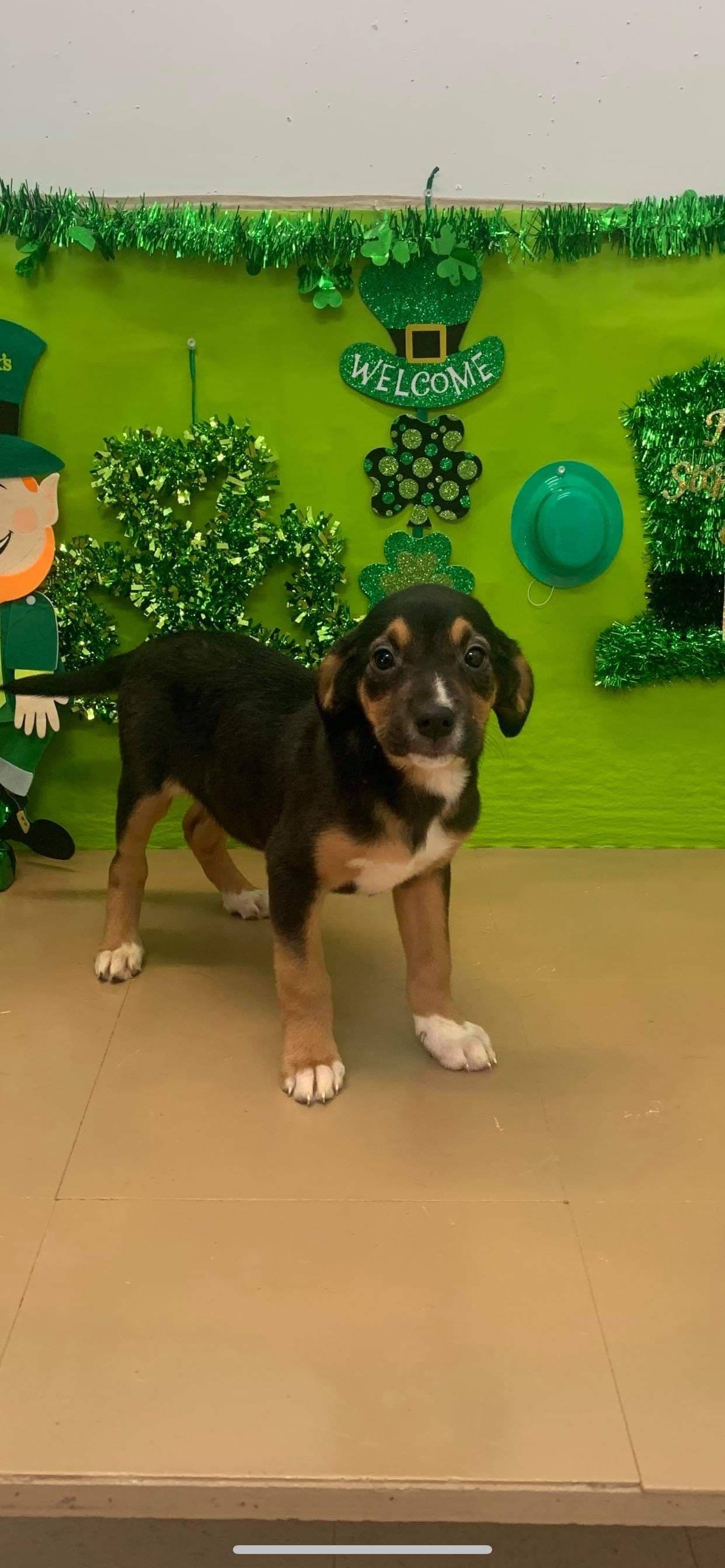 adoptable Dog in Sherburne, NY named Chop (NY-Leah)
