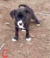 adoptable Dog in Smyrna, NY named Tootse (NY-Leah)