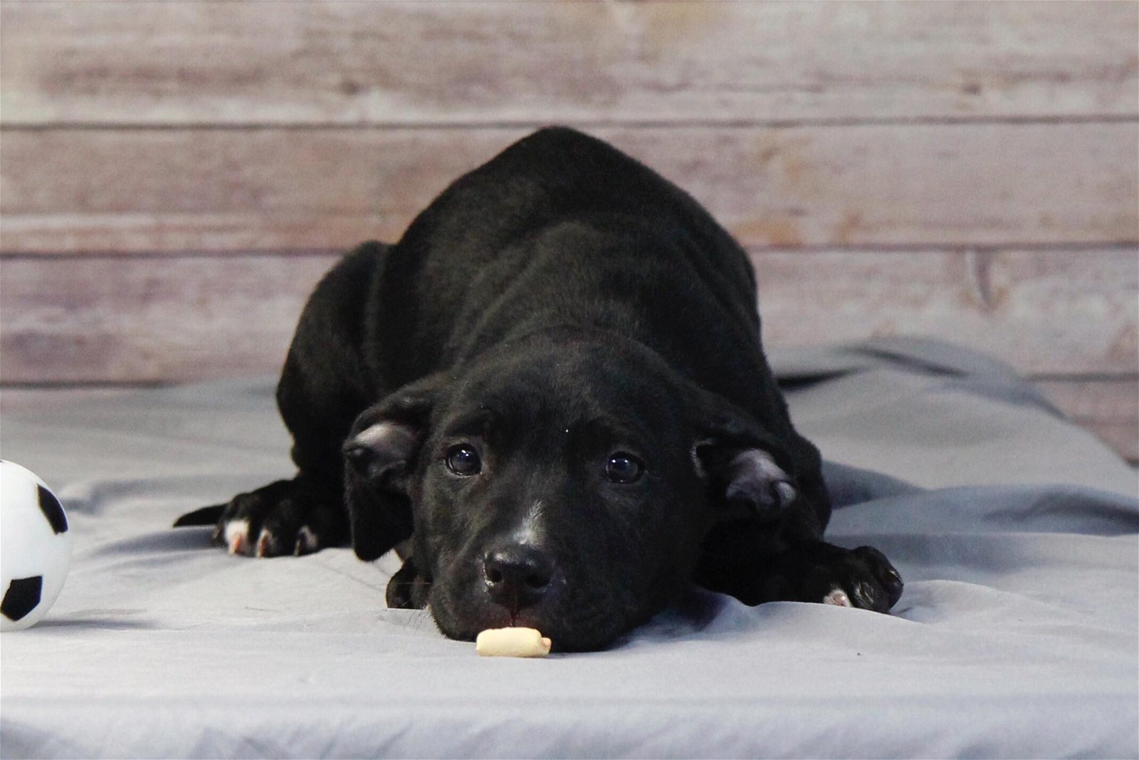 adoptable Dog in Smyrna, NY named T-Bone (NY-Leah)