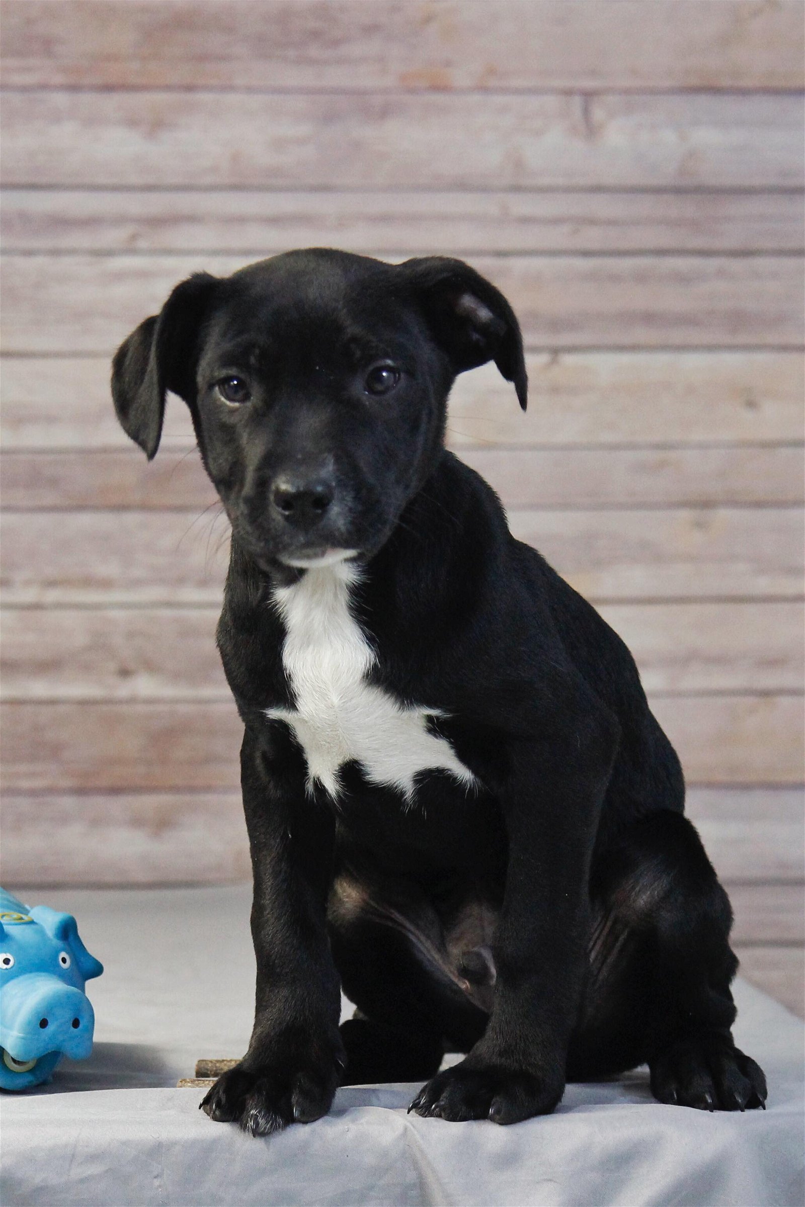 adoptable Dog in Smyrna, NY named Taz (NY-Leah)