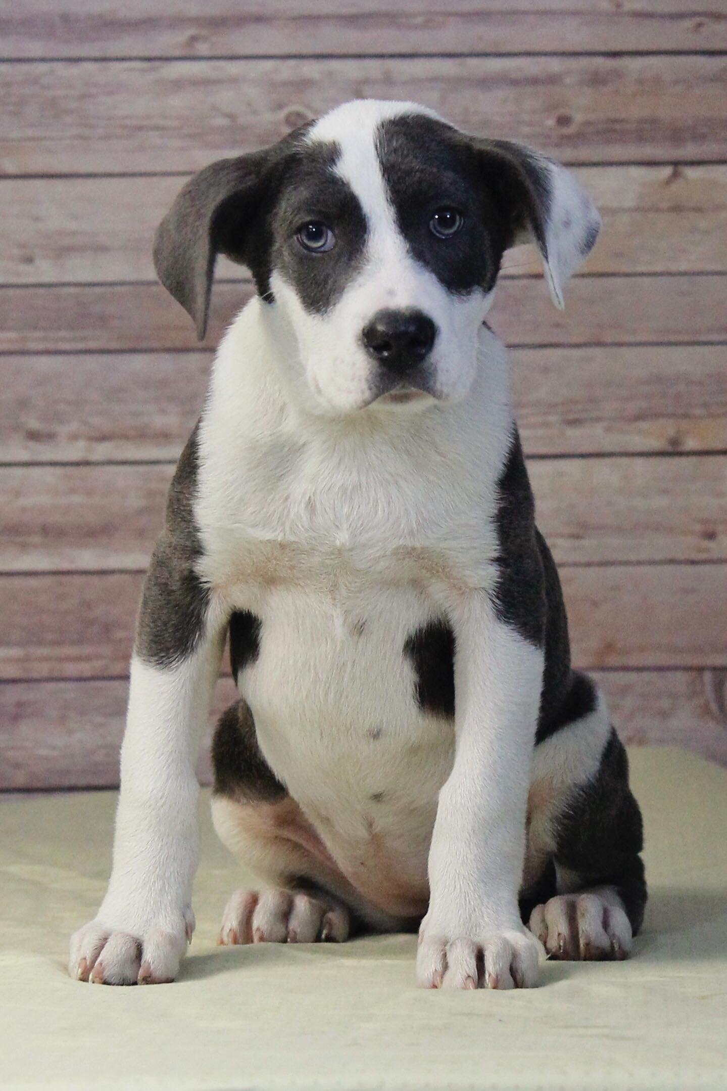 adoptable Dog in Sherburne, NY named Stormy (NY-Leah)