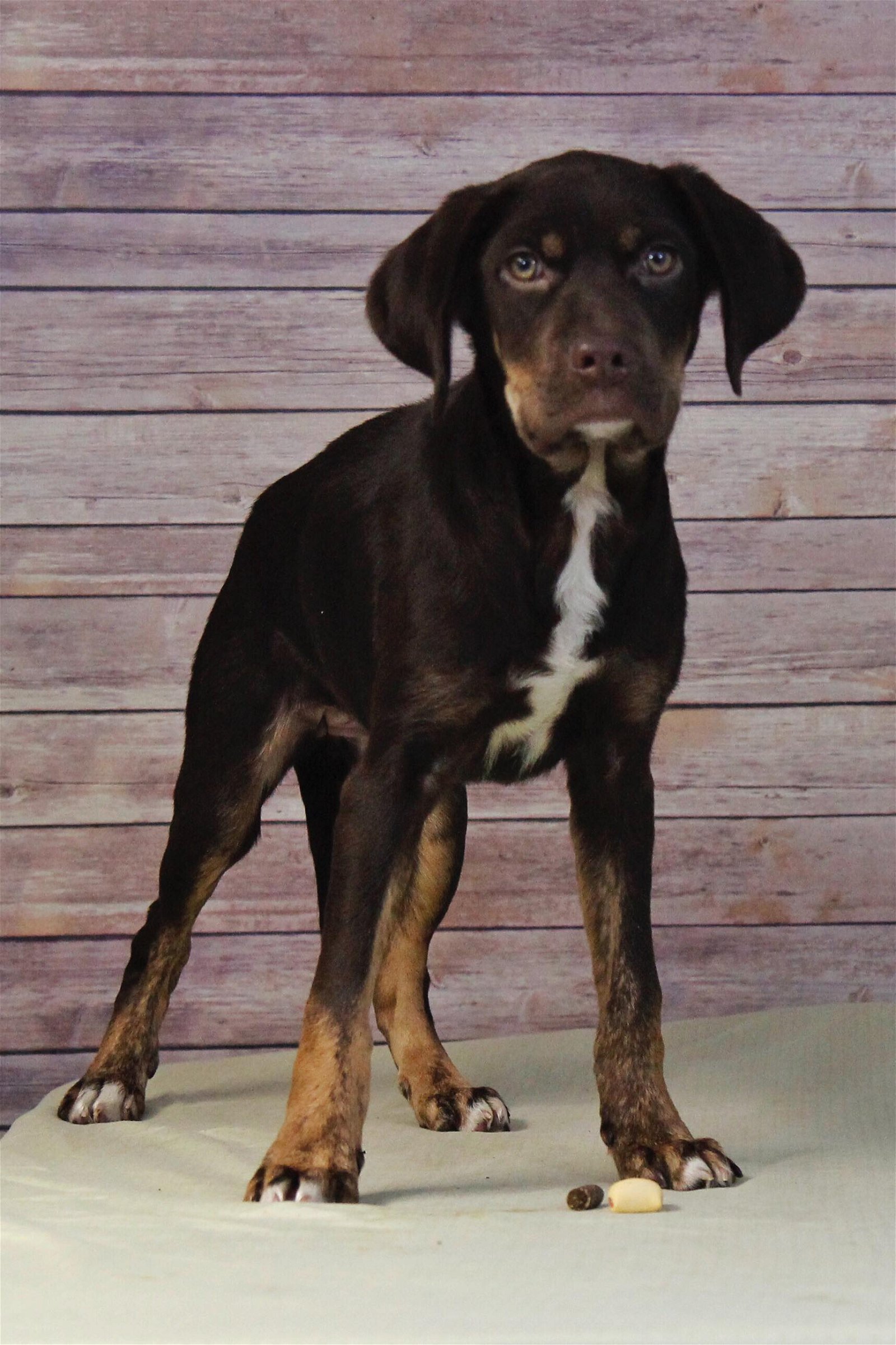 adoptable Dog in Sherburne, NY named Poppy (NY-Leah)