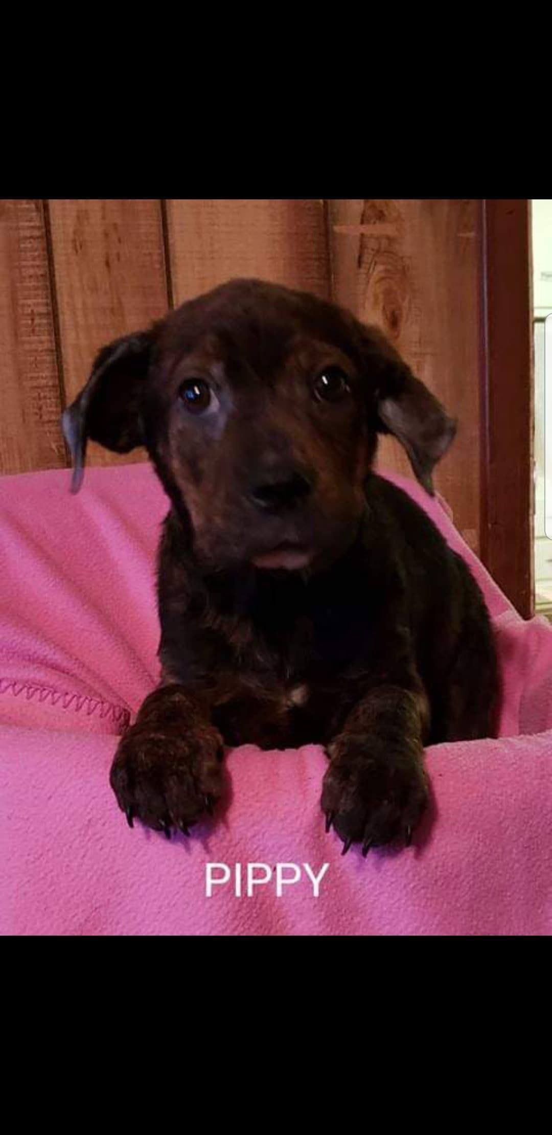 adoptable Dog in Sherburne, NY named Pippy (NY-Leah)