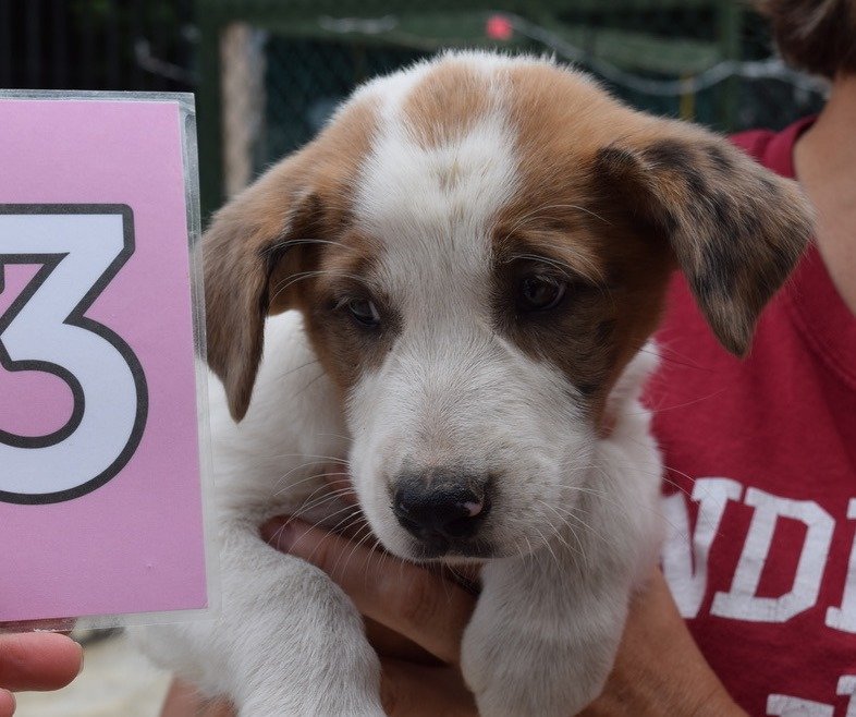 adoptable Dog in Smyrna, NY named Cali (NY-Holly)
