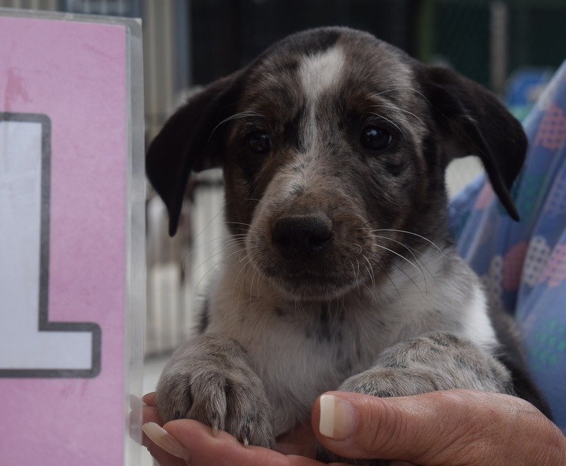 adoptable Dog in Smyrna, NY named Carley (NY-Holly)