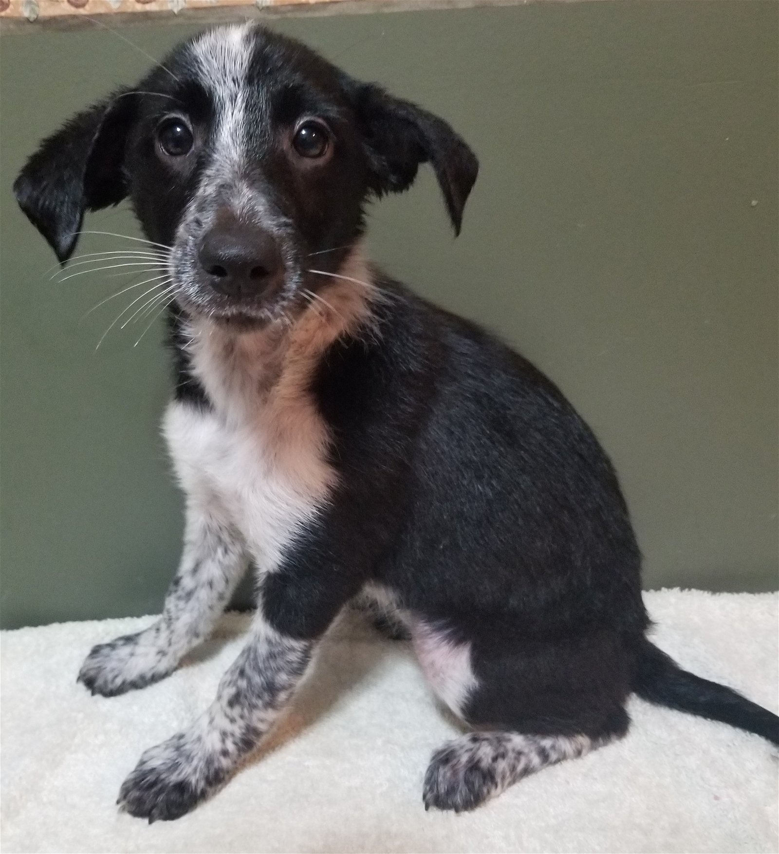 adoptable Dog in Smyrna, NY named Clara (NY-Holly)