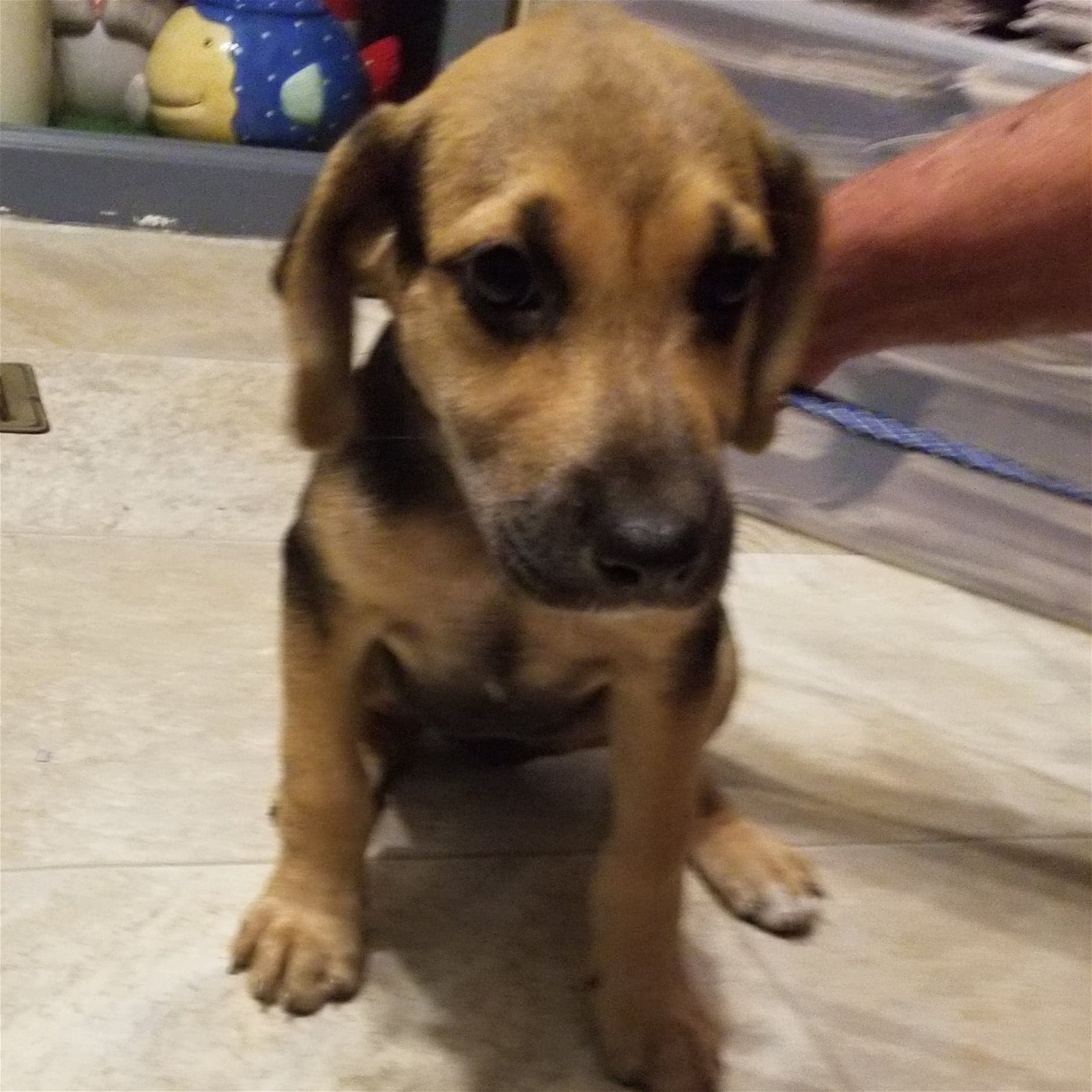 adoptable Dog in Smyrna, NY named Lila (NY-Jeannette)