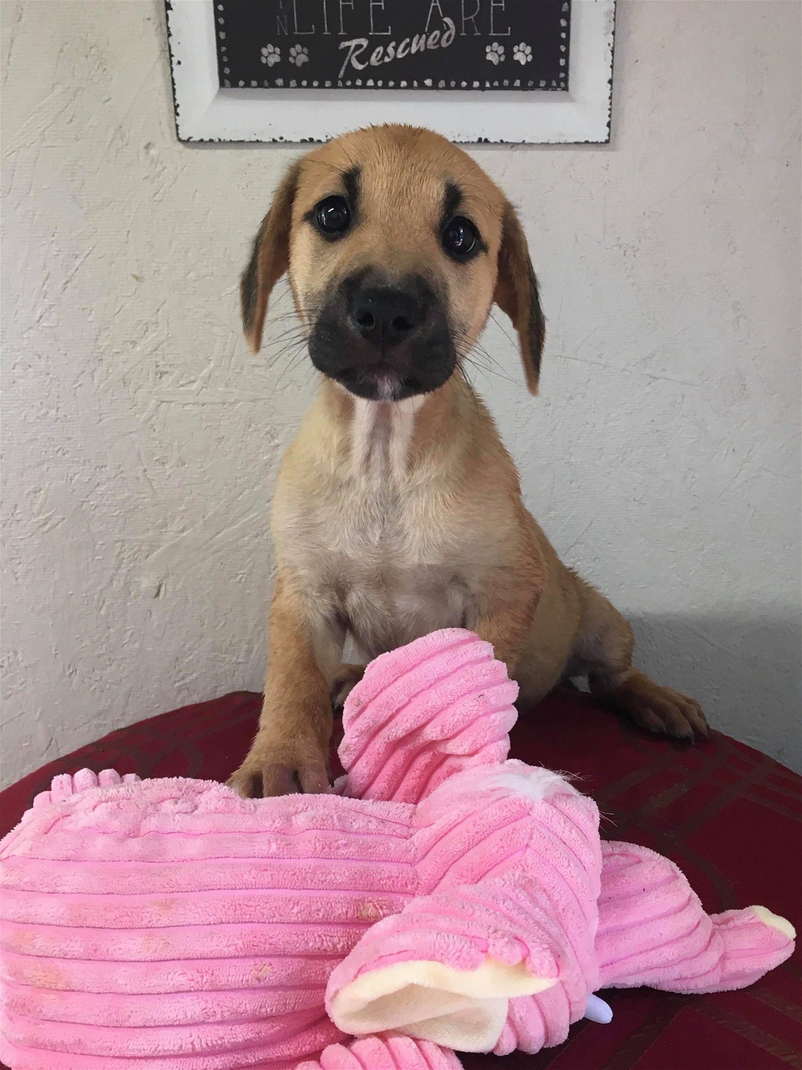 adoptable Dog in Smyrna, NY named Lily (NY-Jeannette)