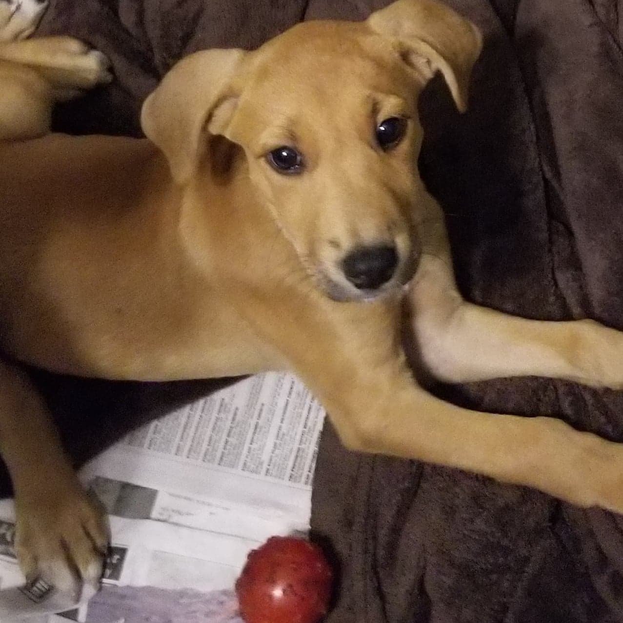 adoptable Dog in Smyrna, NY named Lexi (NY-Jeannette)