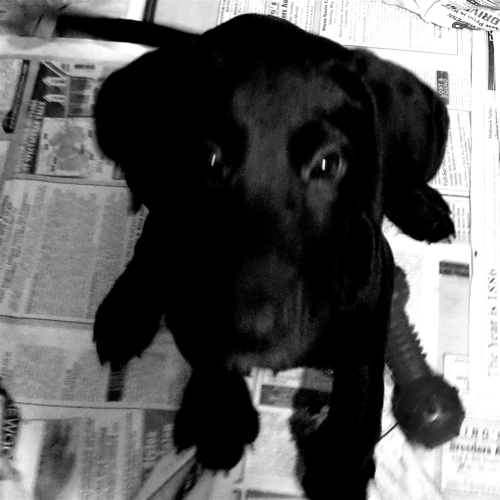 adoptable Dog in Smyrna, NY named Lukas (NY-Jeannette)