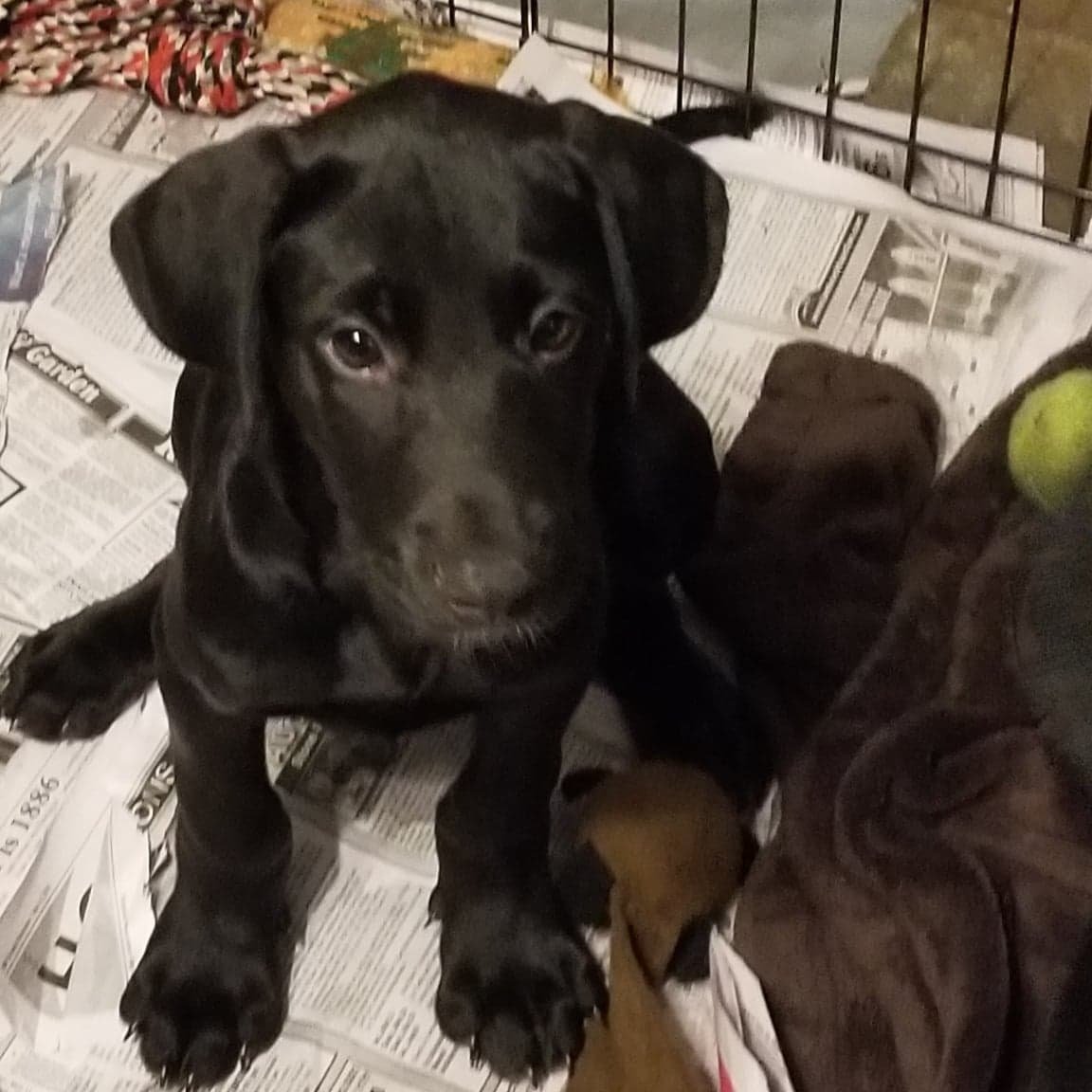 adoptable Dog in Smyrna, NY named Layton (NY-Jeannette)