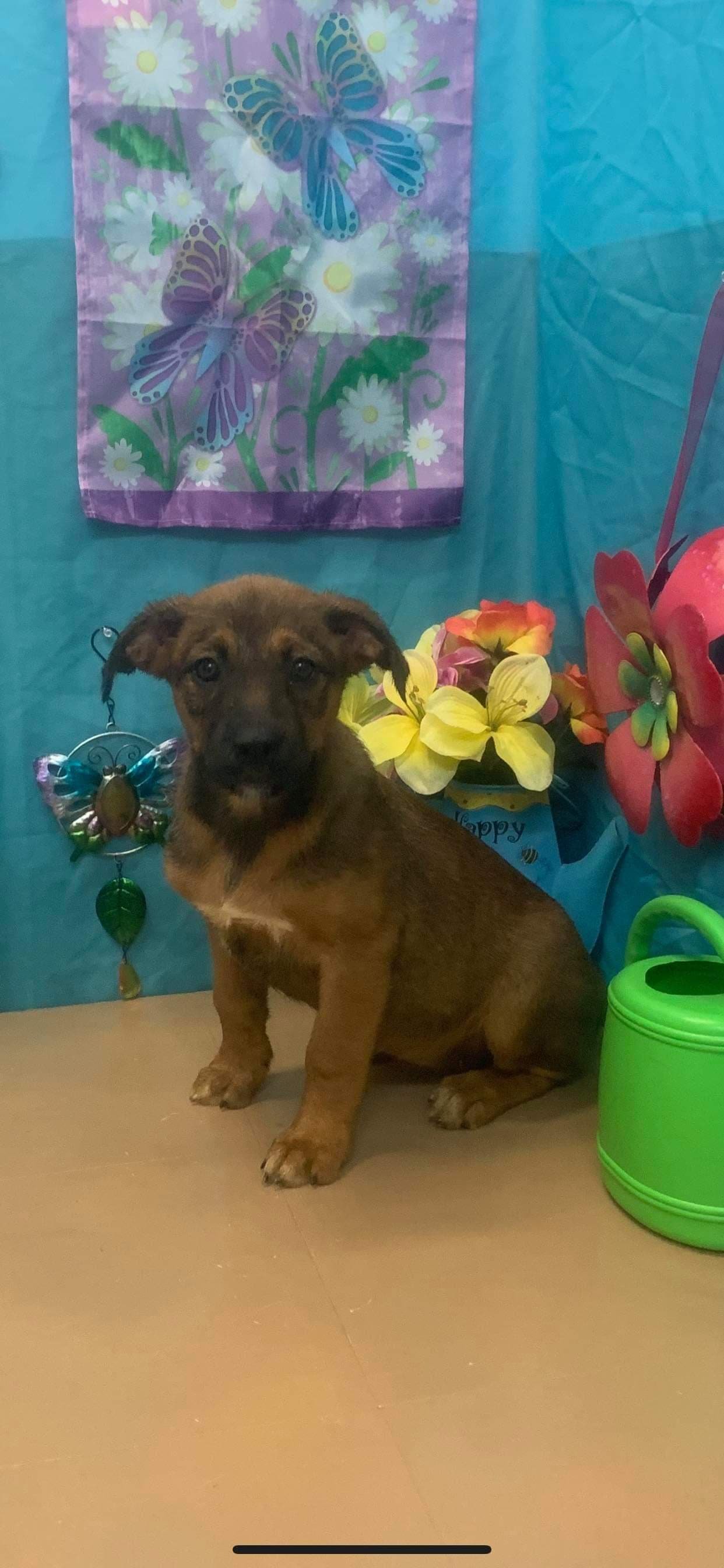 adoptable Dog in Smyrna, NY named Flora (NY-Sarah)