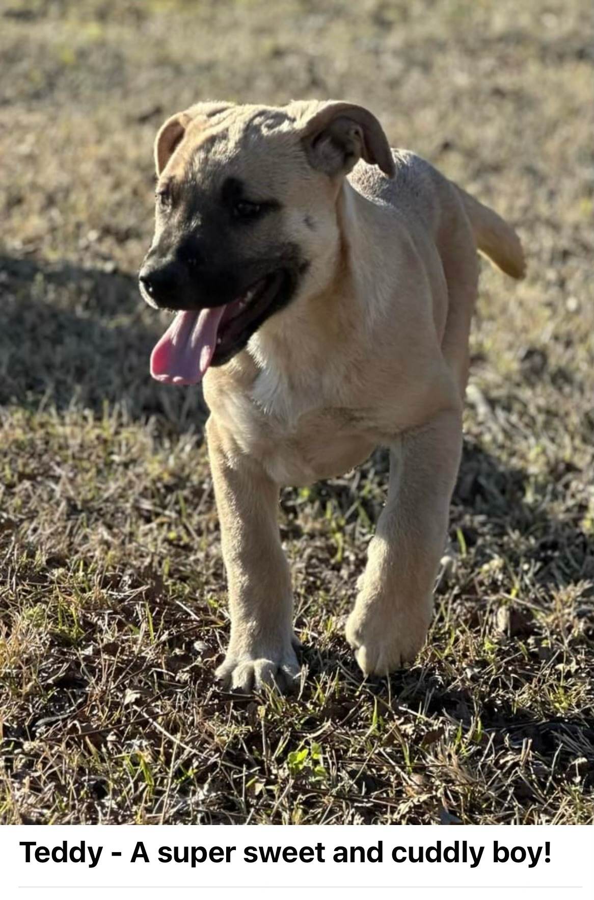 Dog for Adoption Teddy (NYSarah), a Mastiff in Sherburne, NY Alpha Paw