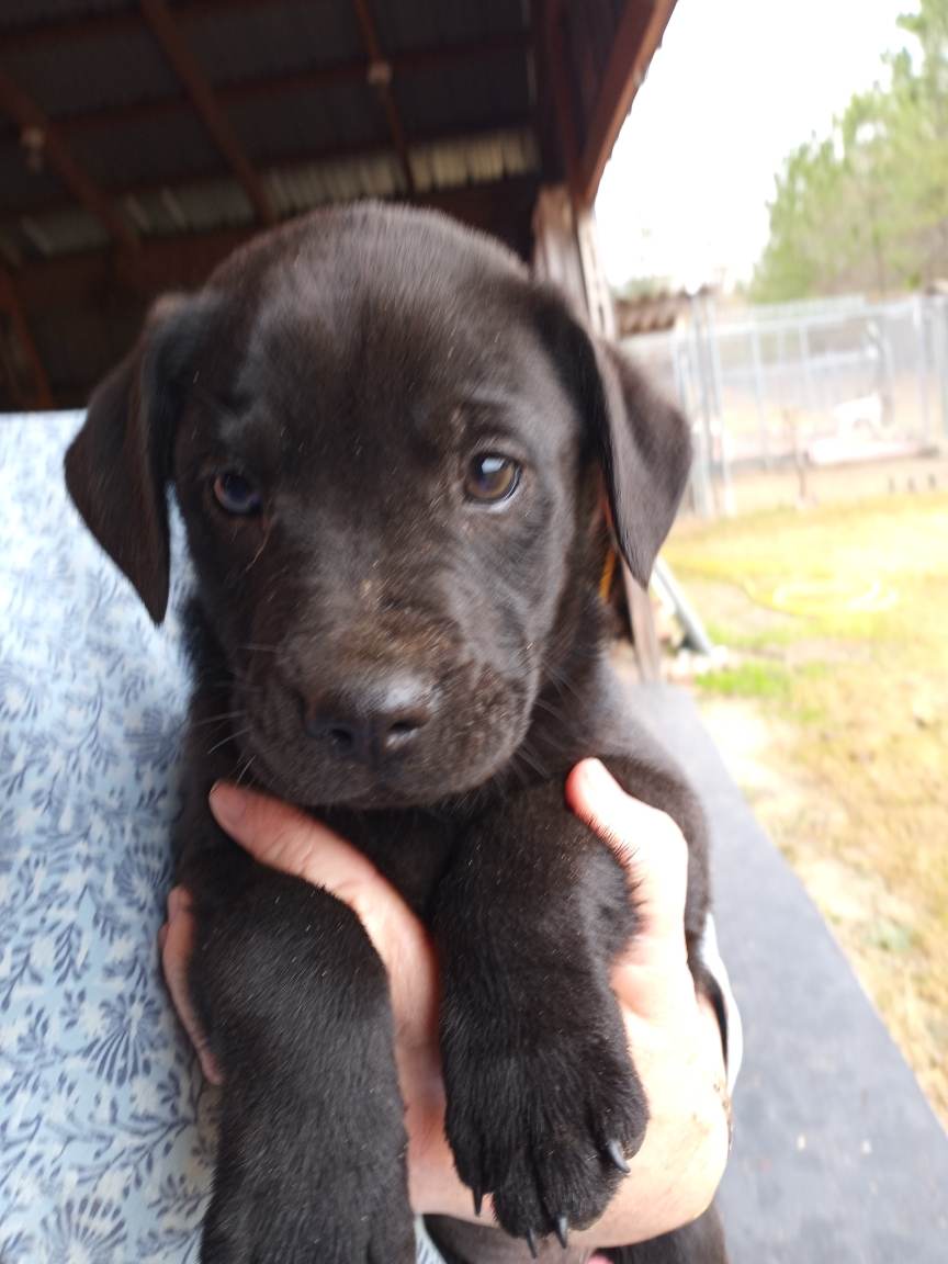 Dog for Adoption Juniper (NYSarah) *Adoption Pending*, a Labrador