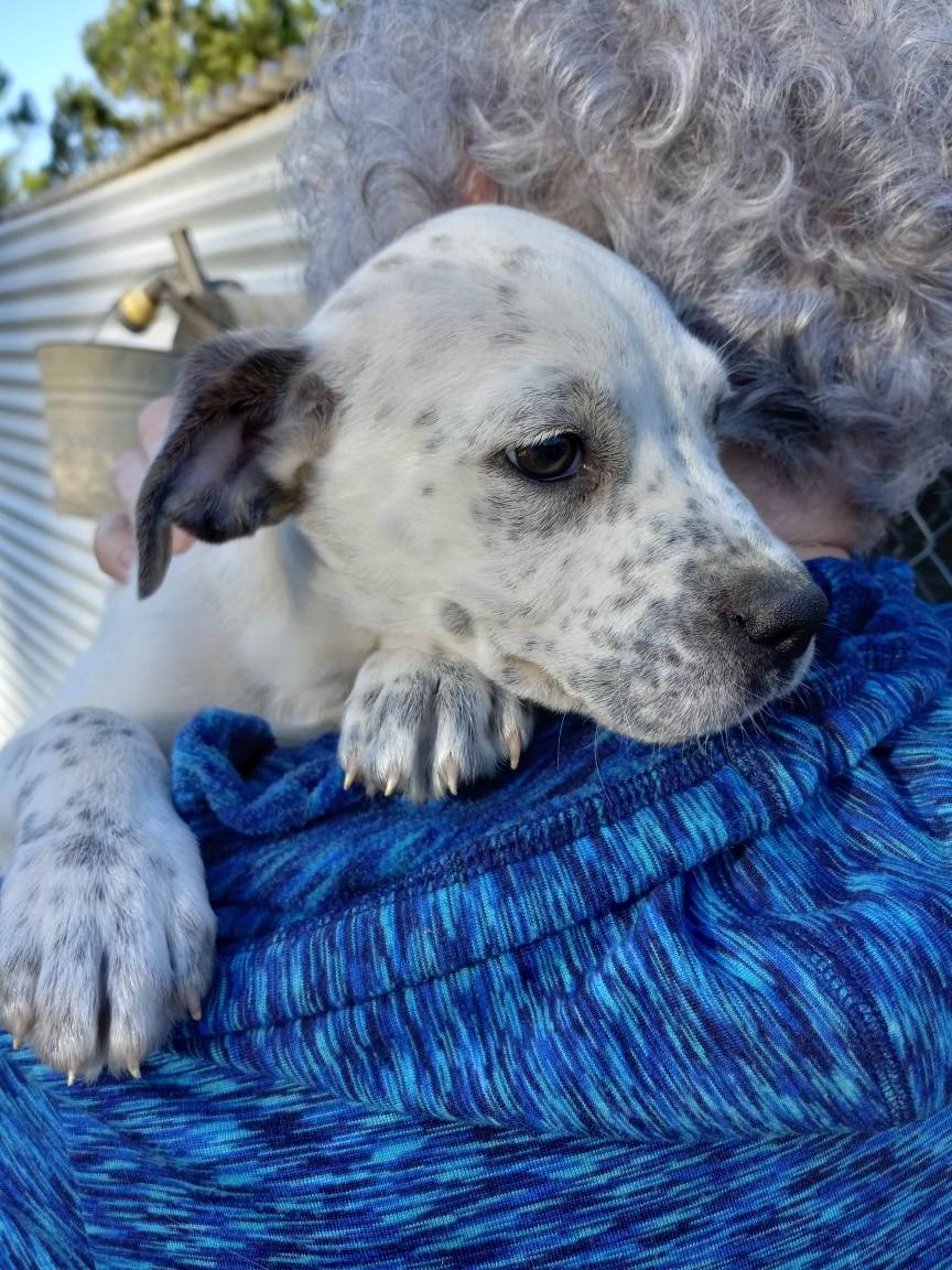 Dog for Adoption Riley (NYKara), a Australian Cattle Dog/Blue Heeler