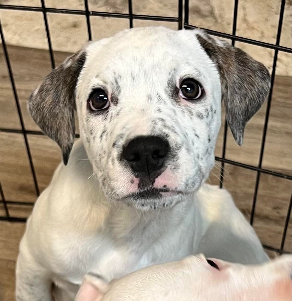Dog for Adoption Riley (NYKara), a Australian Cattle Dog/Blue Heeler