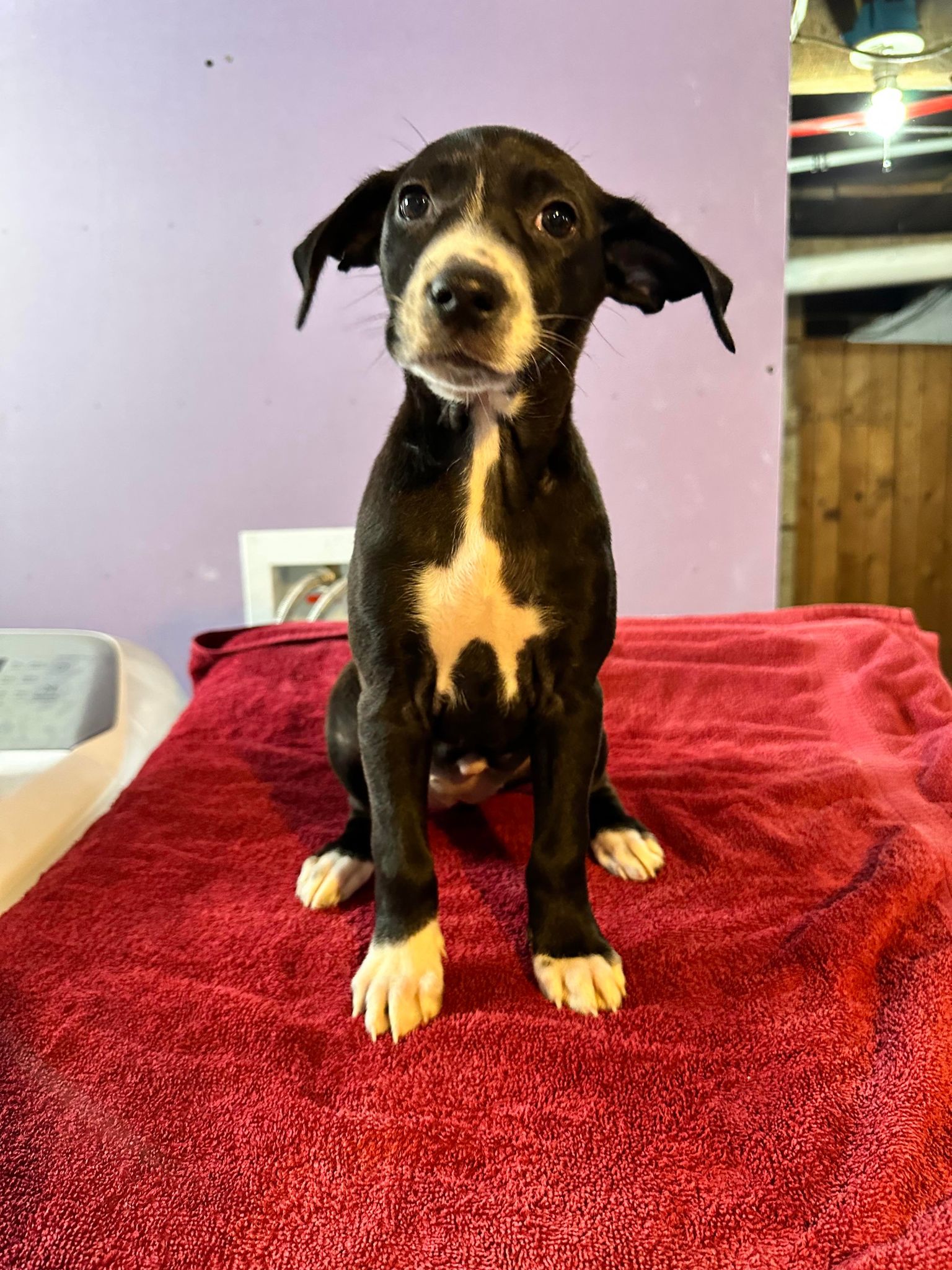 Dog for Adoption Jess (NYLia) *Vestal NY*, a Labrador Retriever in