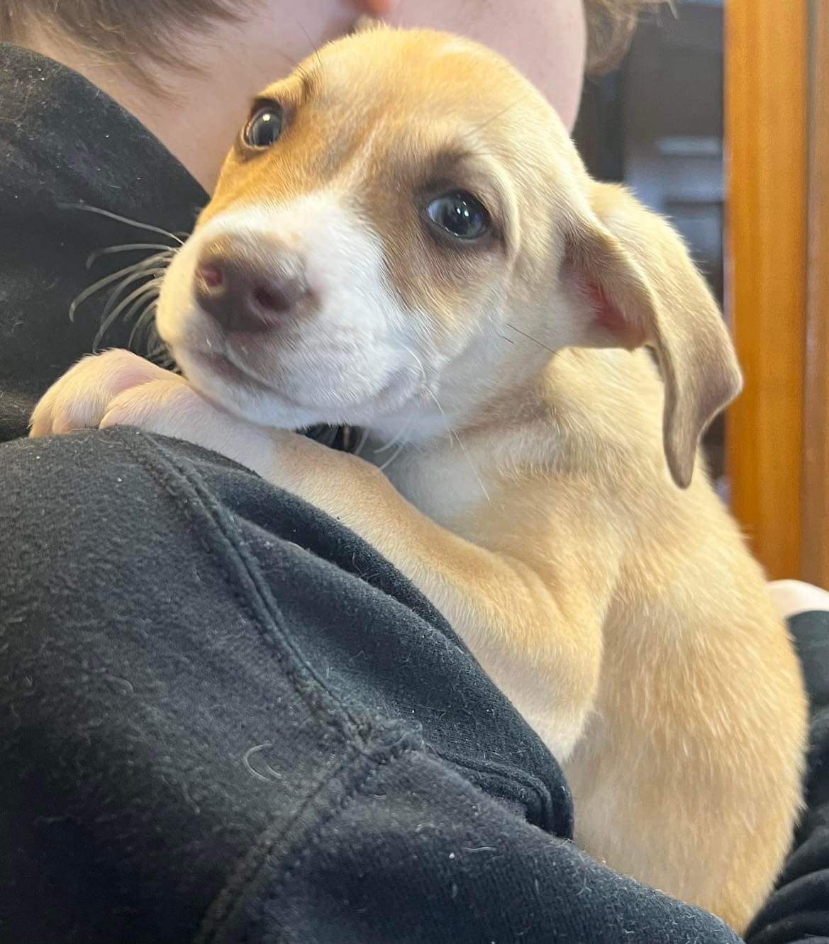 Dog for Adoption Spike (NYKara), a Chihuahua in Sherburne, NY