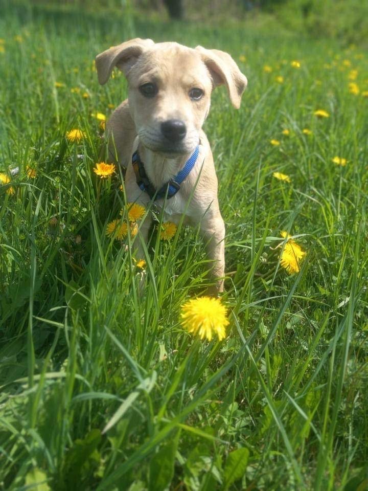 Dog for Adoption - Penny (NY-Sarah) *Syracuse NY*, a Labrador Retriever ...