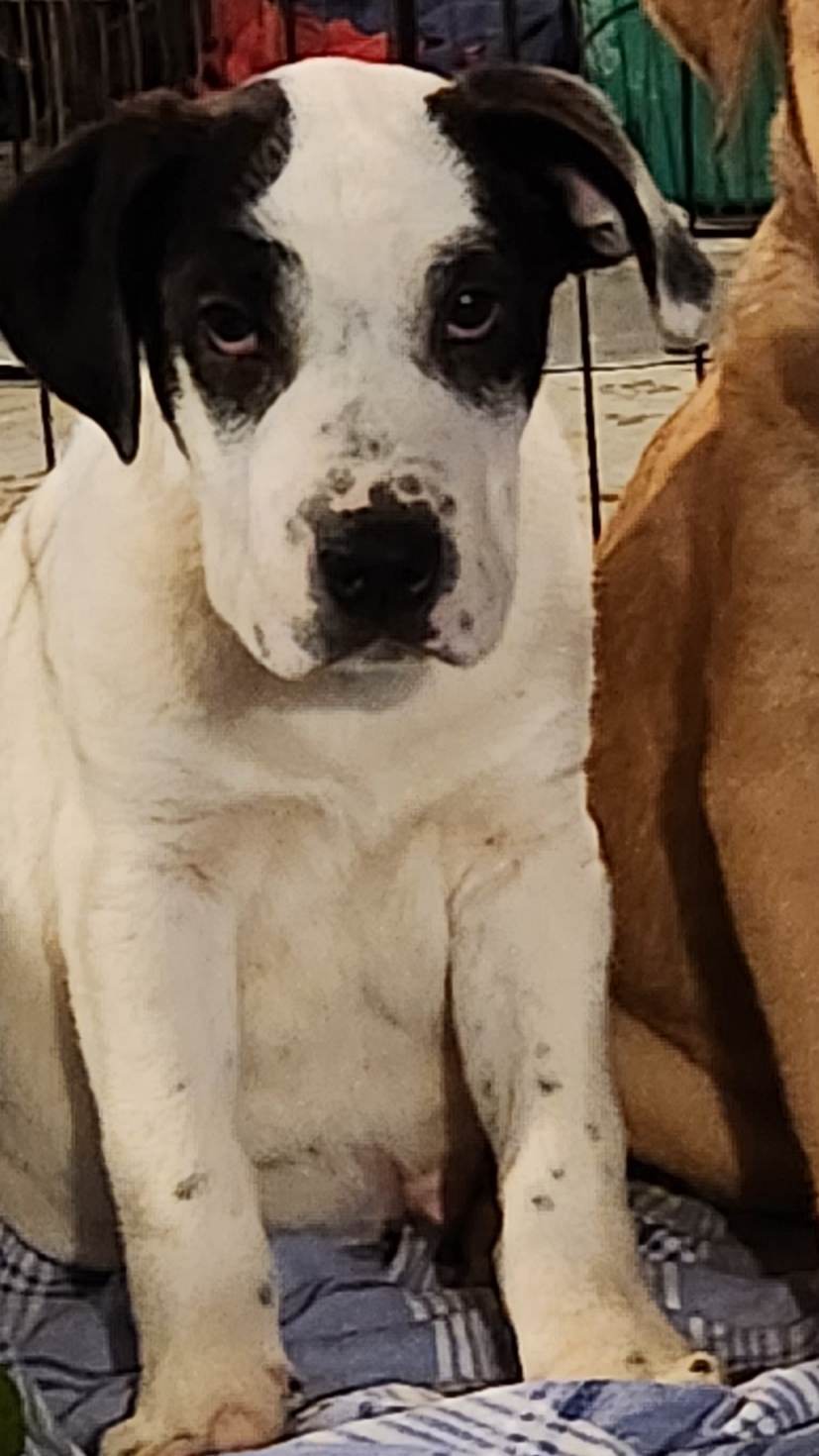 Petz (NY-Shari) *Reduced Adoption Fee!