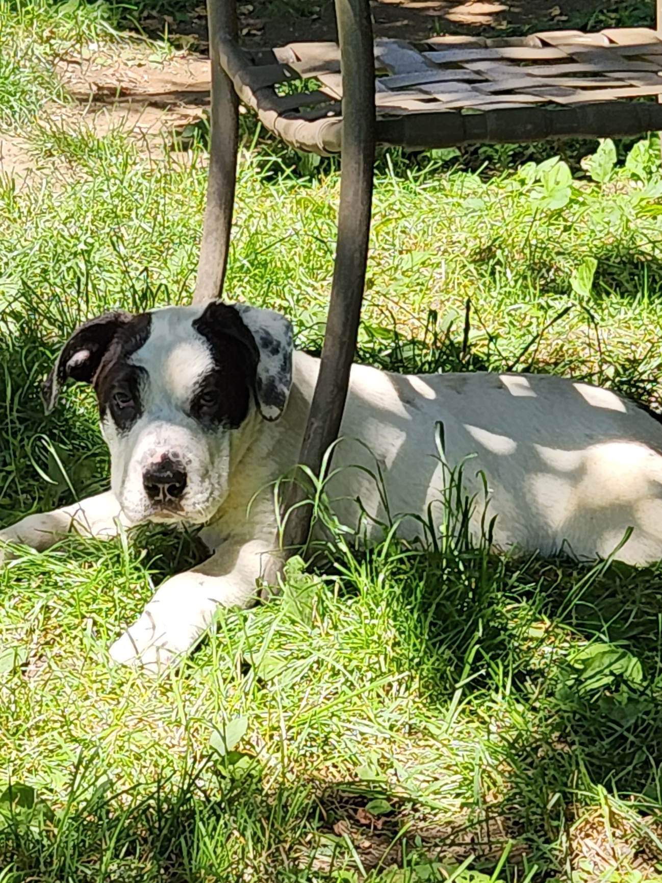 Petz (NY-Shari) *Reduced Adoption Fee!