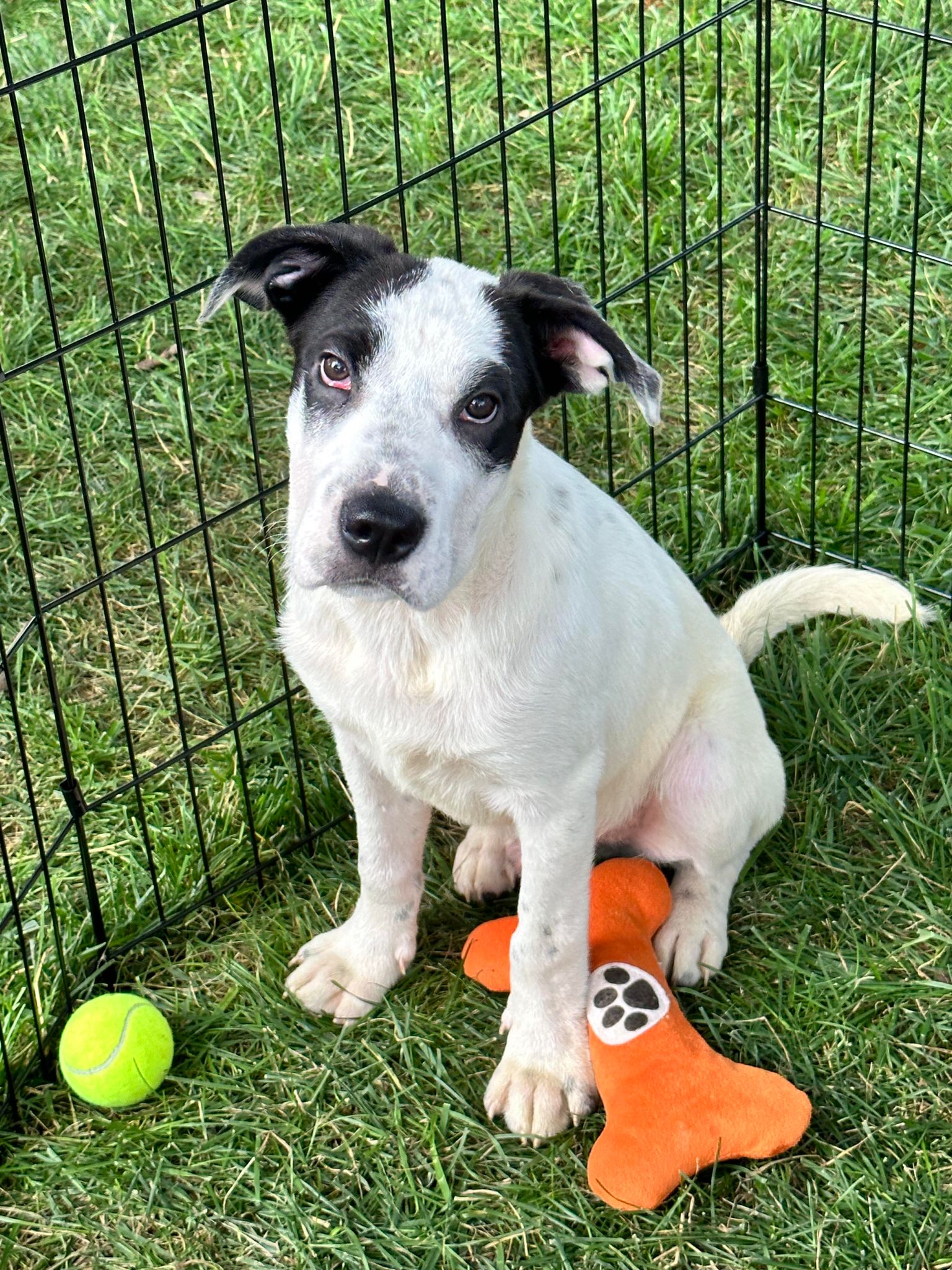 Petz (NY-Shari) *Reduced Adoption Fee!