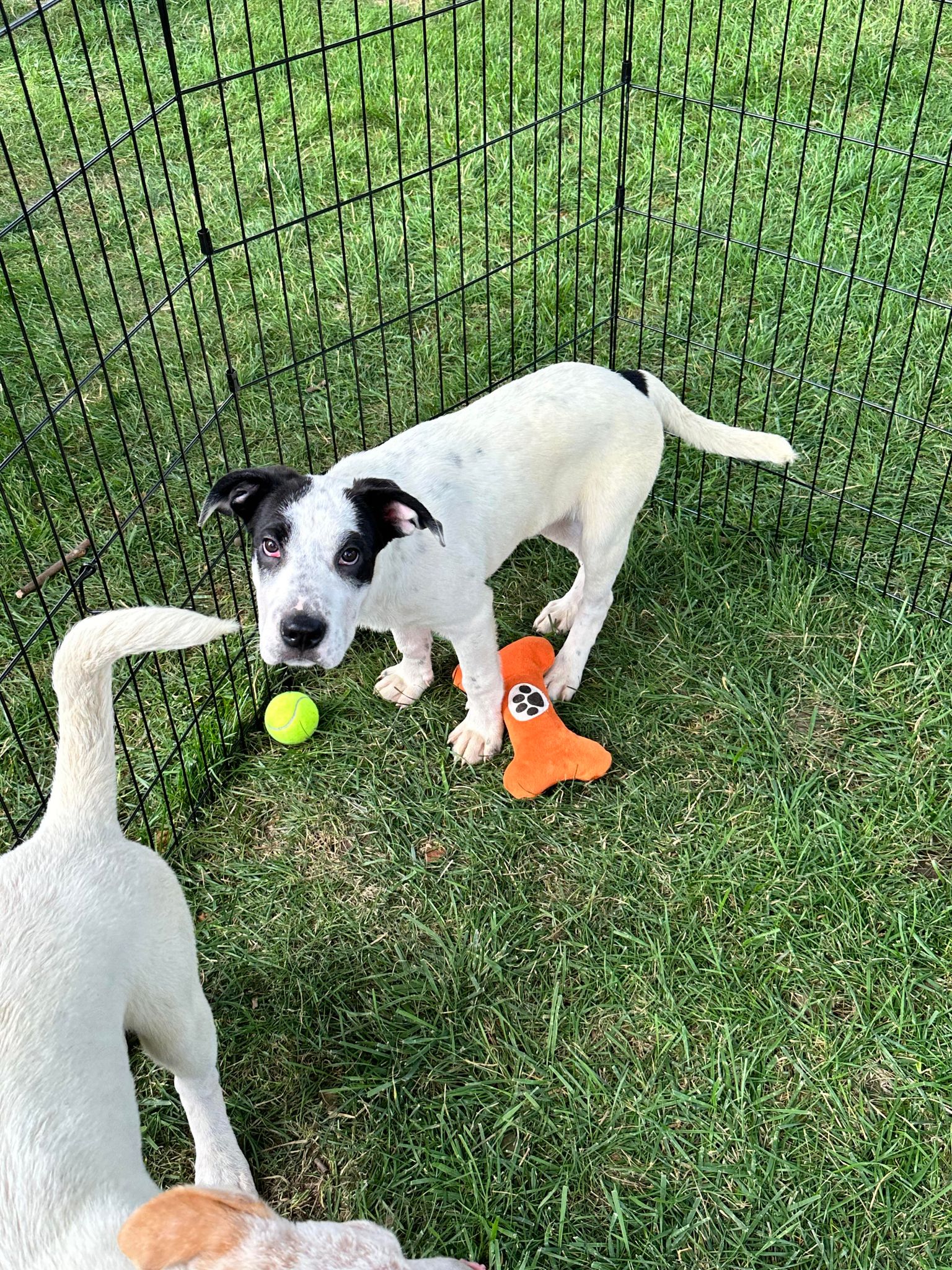 Petz (NY-Shari) *Reduced Adoption Fee!